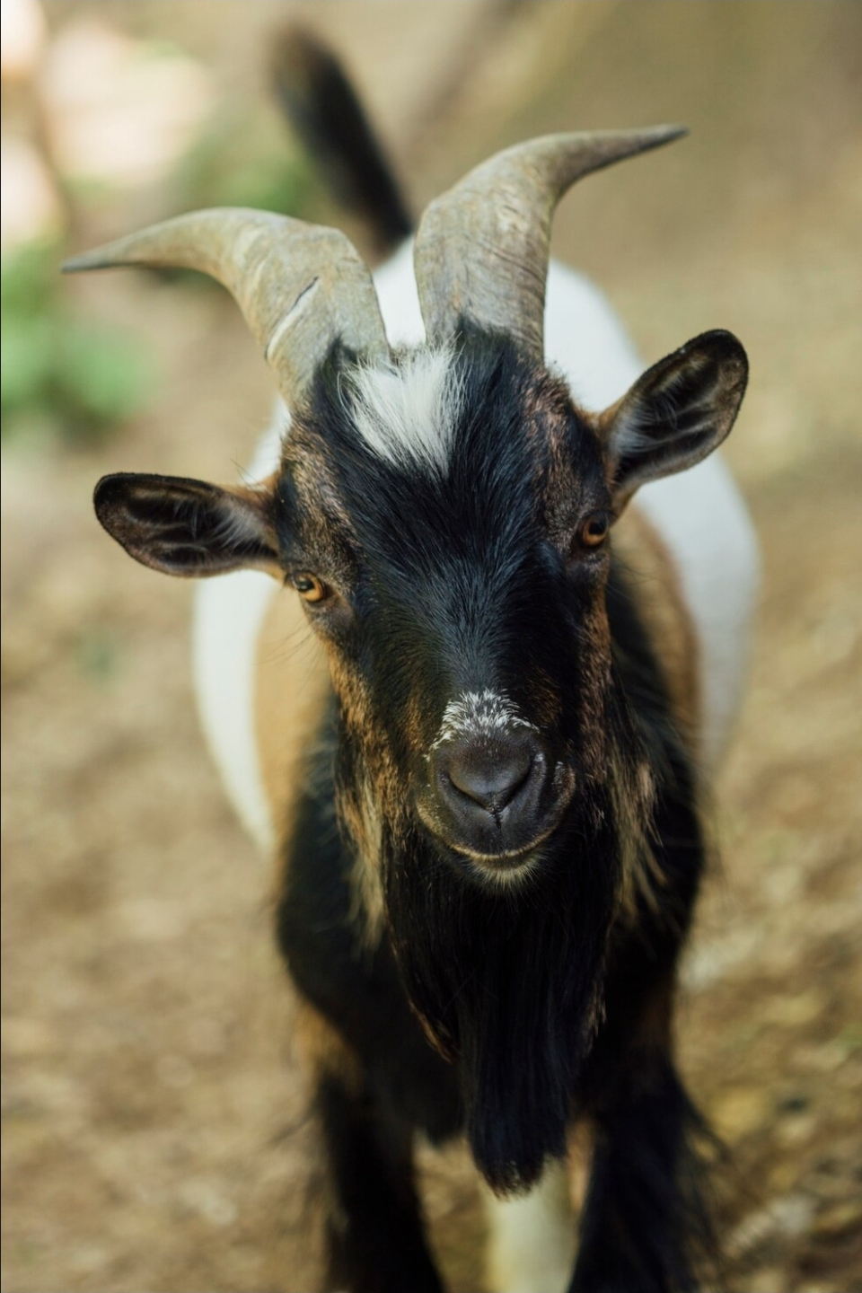 West African Dwarf Goat (Adult)