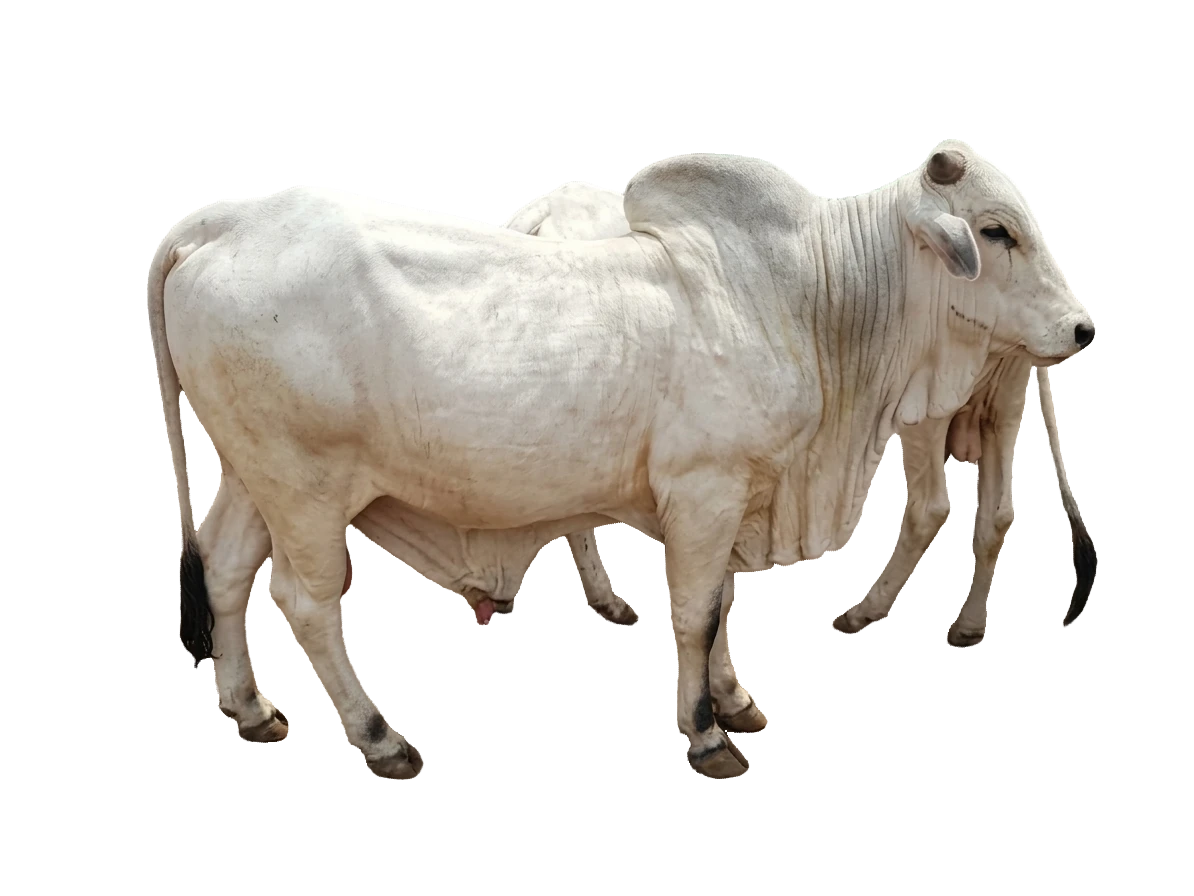 Sokoto Gudali Bull