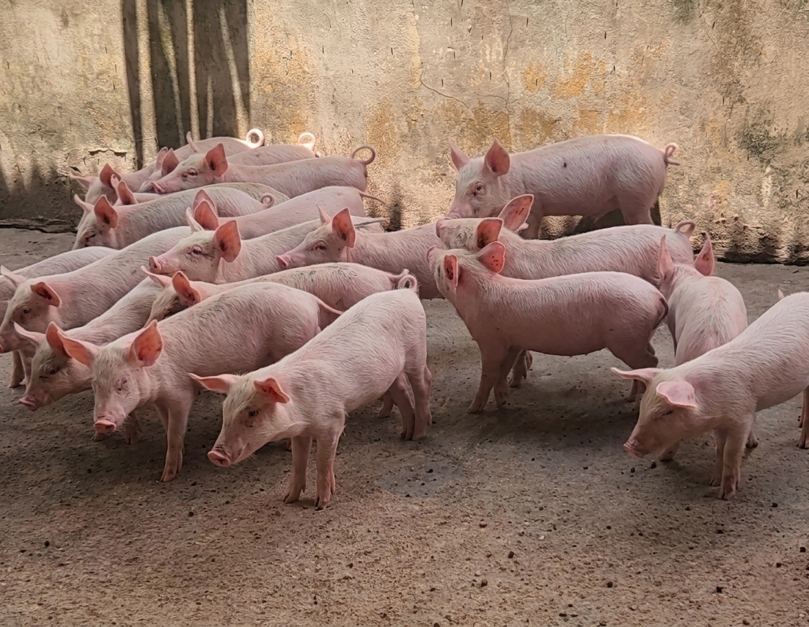 Pig (Weaner)