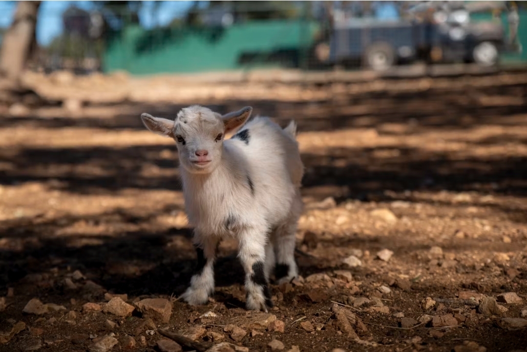 West African Dwarf Goat (Kid)