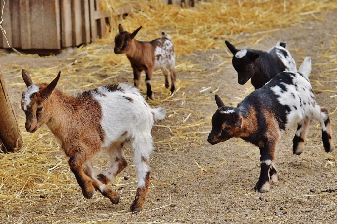 West African Dwarf Goat (Kid) 2