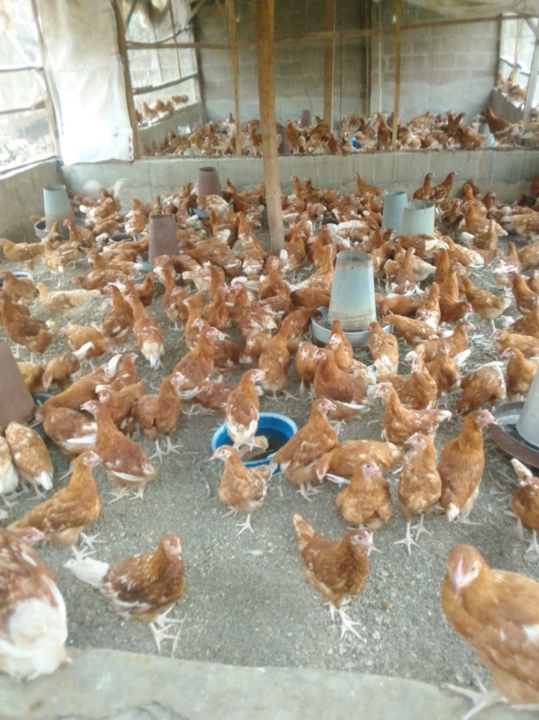 Pullet Point-of-Lay