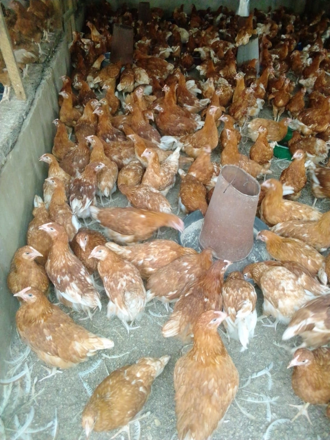 Pullet Point-of-Lay 2