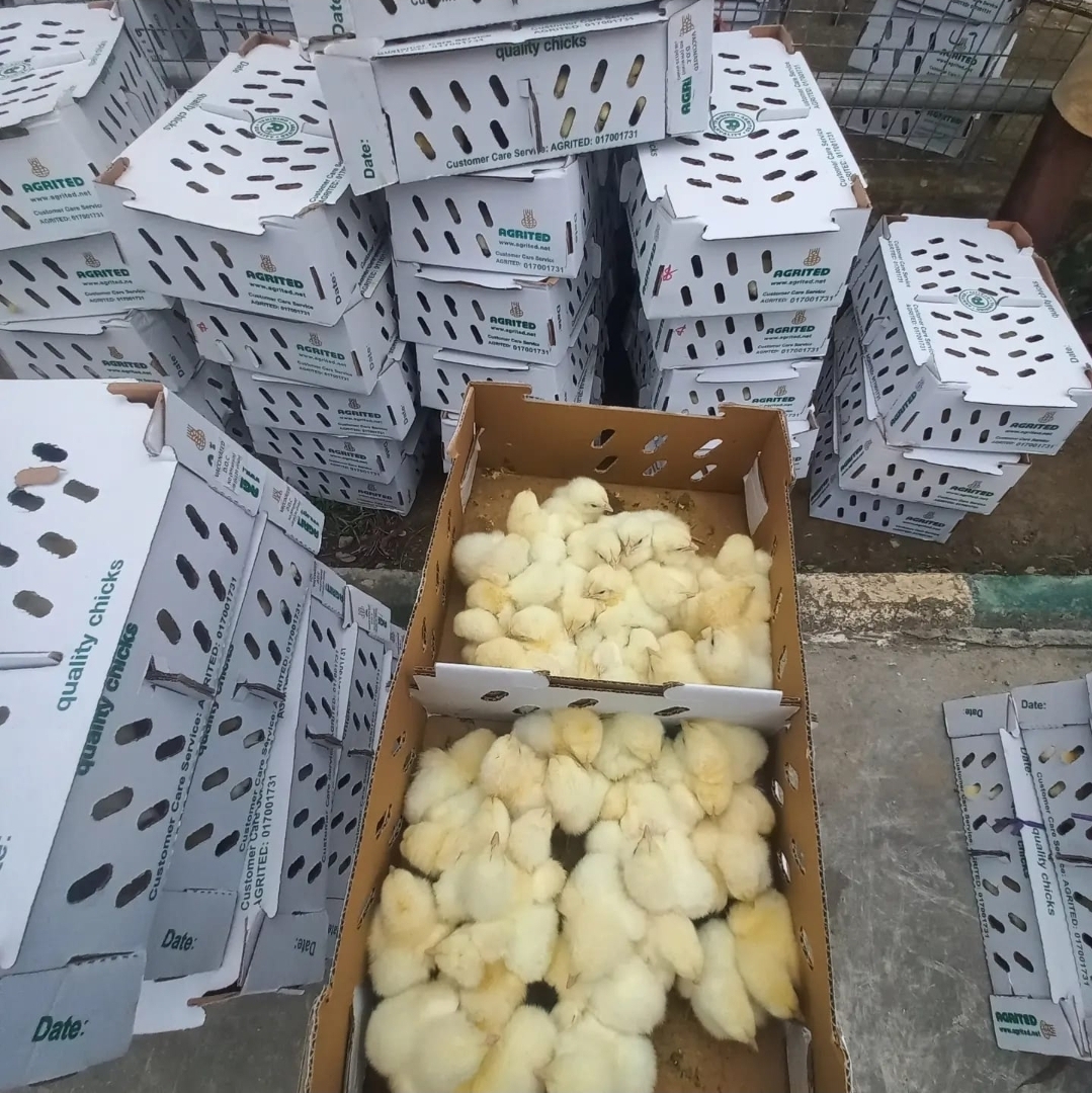 Agrited Broiler Chicks