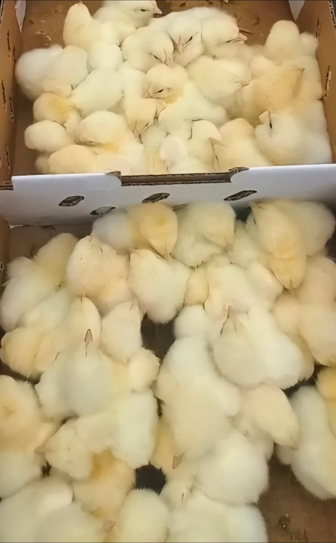 Agrited Broiler Chicks 2