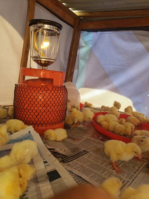 Lamp Brooder 3