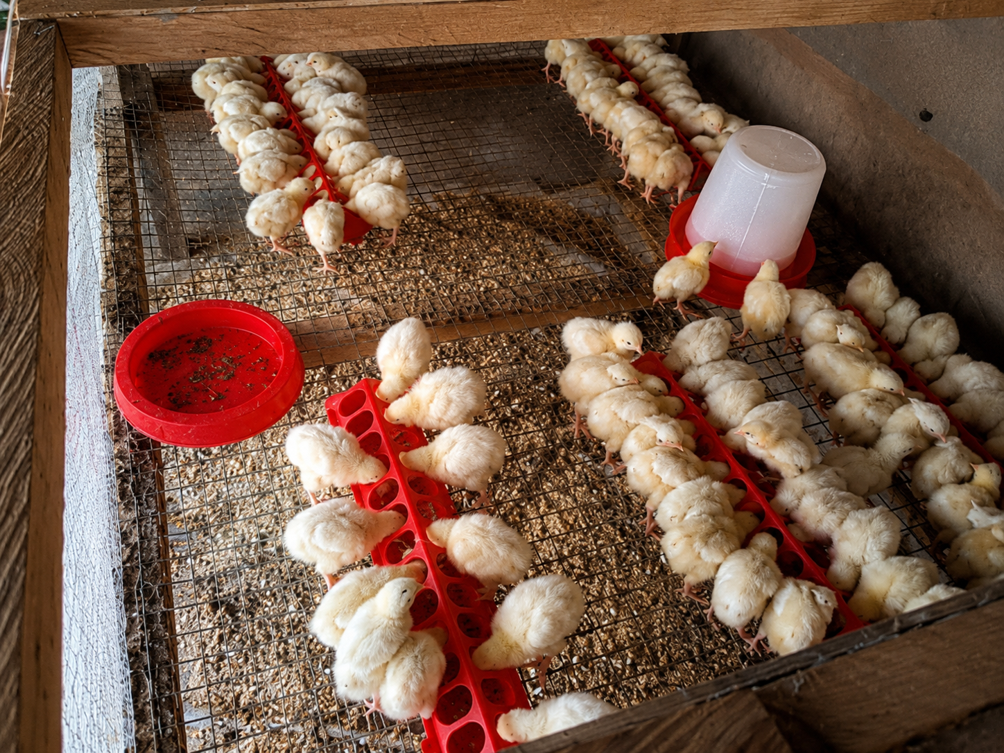 Flip-top Feeder (Long) 3