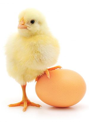 Pullet Breeder Parent Stock