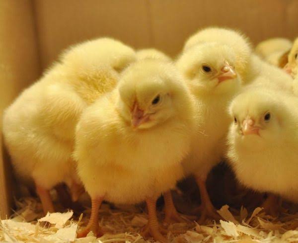 Broiler Breeders Parent Stock