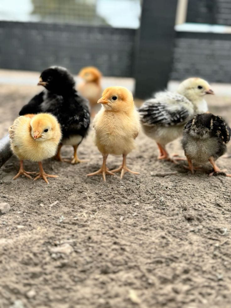AMO Noiler Chicks