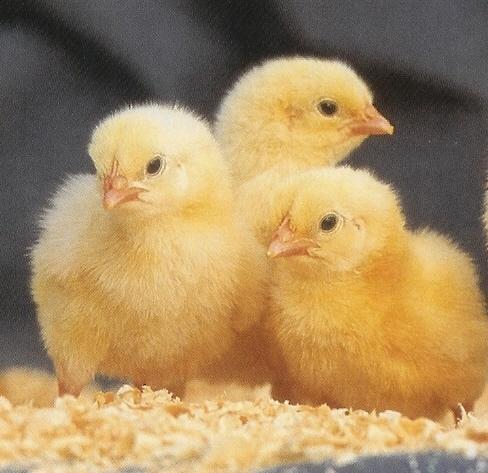 Zartech Pullet Day-old Chicks