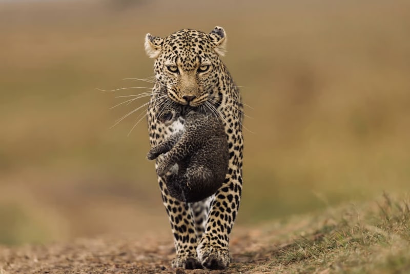 Yala National Park Safari 2026 The Honest Guide to Leopards, Costs & avoiding Crowds - Yala Wildlife Journal