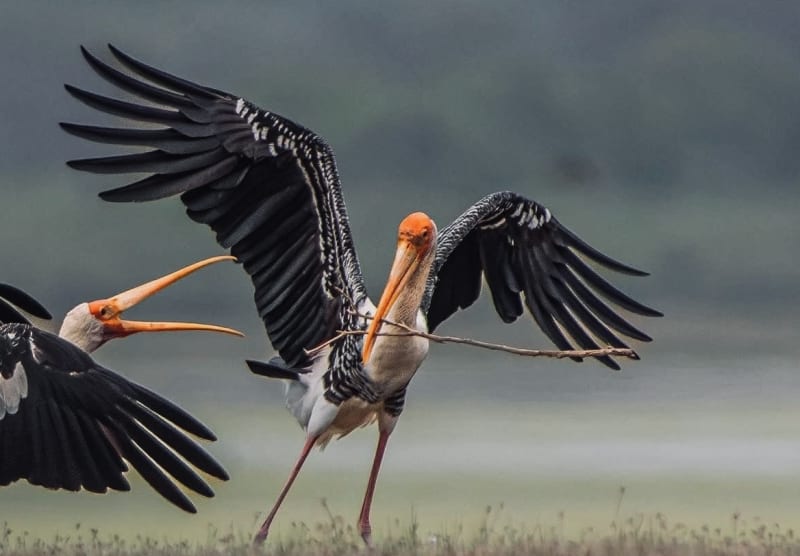 Leopards & Blue Whales How to See Both on One Sri Lanka Trip in 2026 (The Complete Yala + Mirissa Guide) - Yala Wildlife Journal