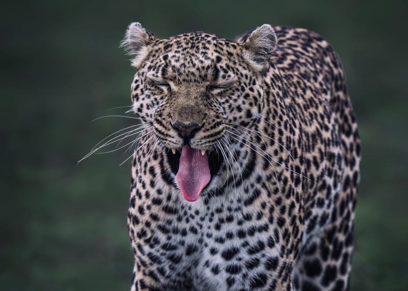 Full Day Shared Yala Safari Tour - Yala National Park Safari Jeep Drive