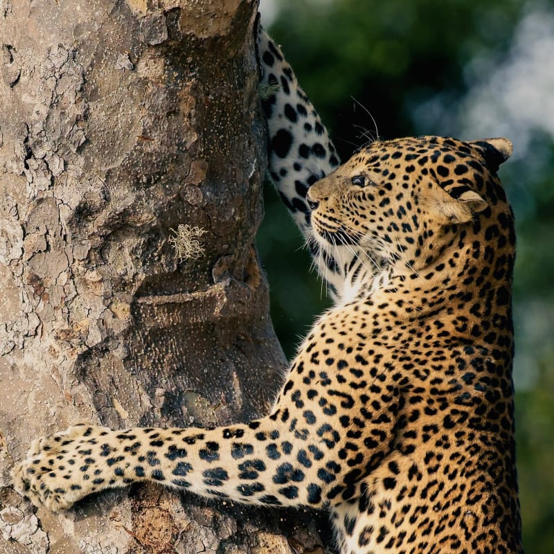 Morning Shared Yala Safari Tour - Yala National Park Safari Jeep Drive