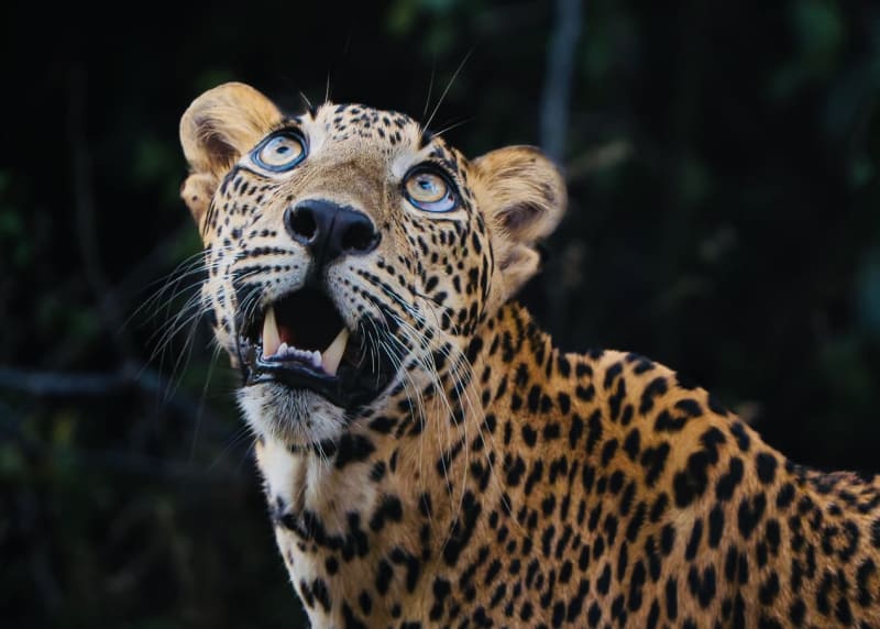 Wild Sri Lankan Leopard Panthera pardus kotiya on Patanangala rock in Yala National Park