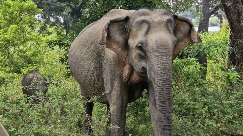 Best time to Visit - Yala National Park Safari Guide
