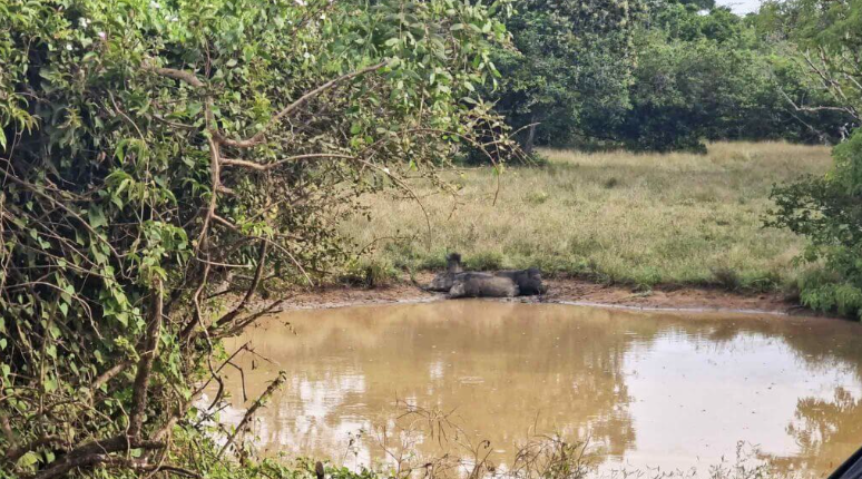 Wildlife in Yala National Park – What You Might See - Yala National Park Safari Guide