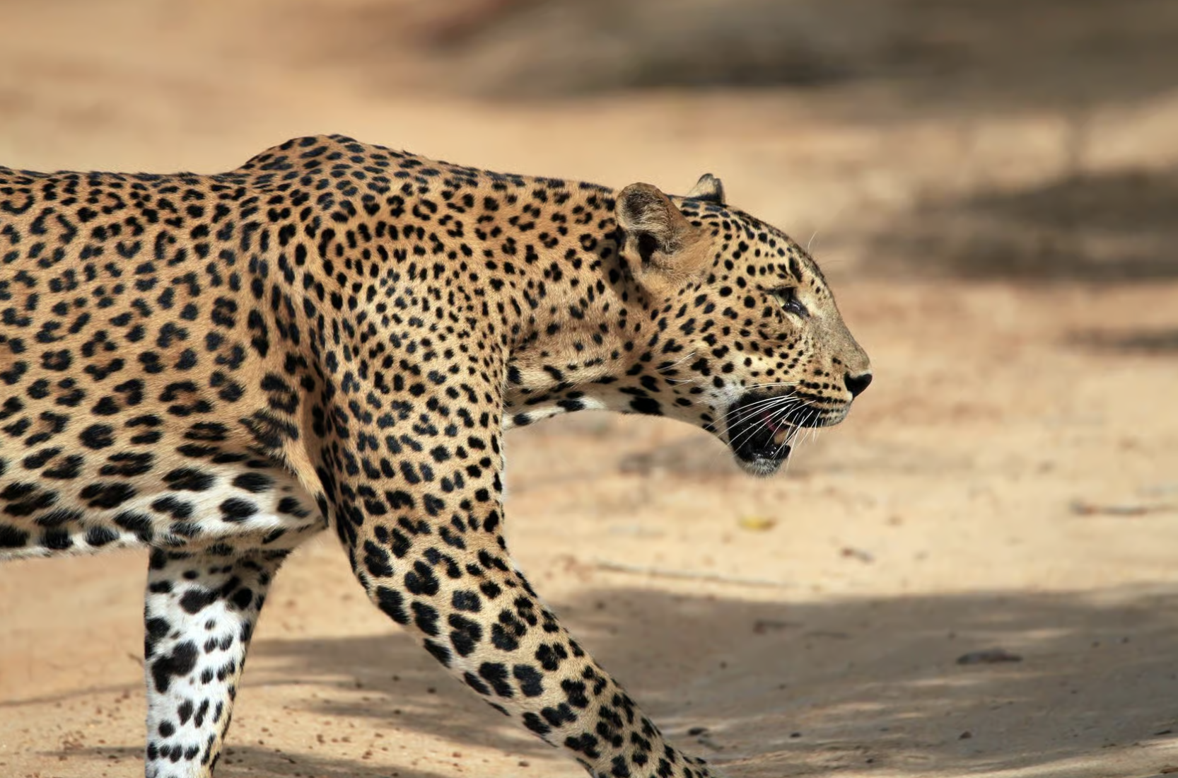Into the Wild: Exploring Yala National Park, Sri Lanka - Yala National Park Wildlife Journal