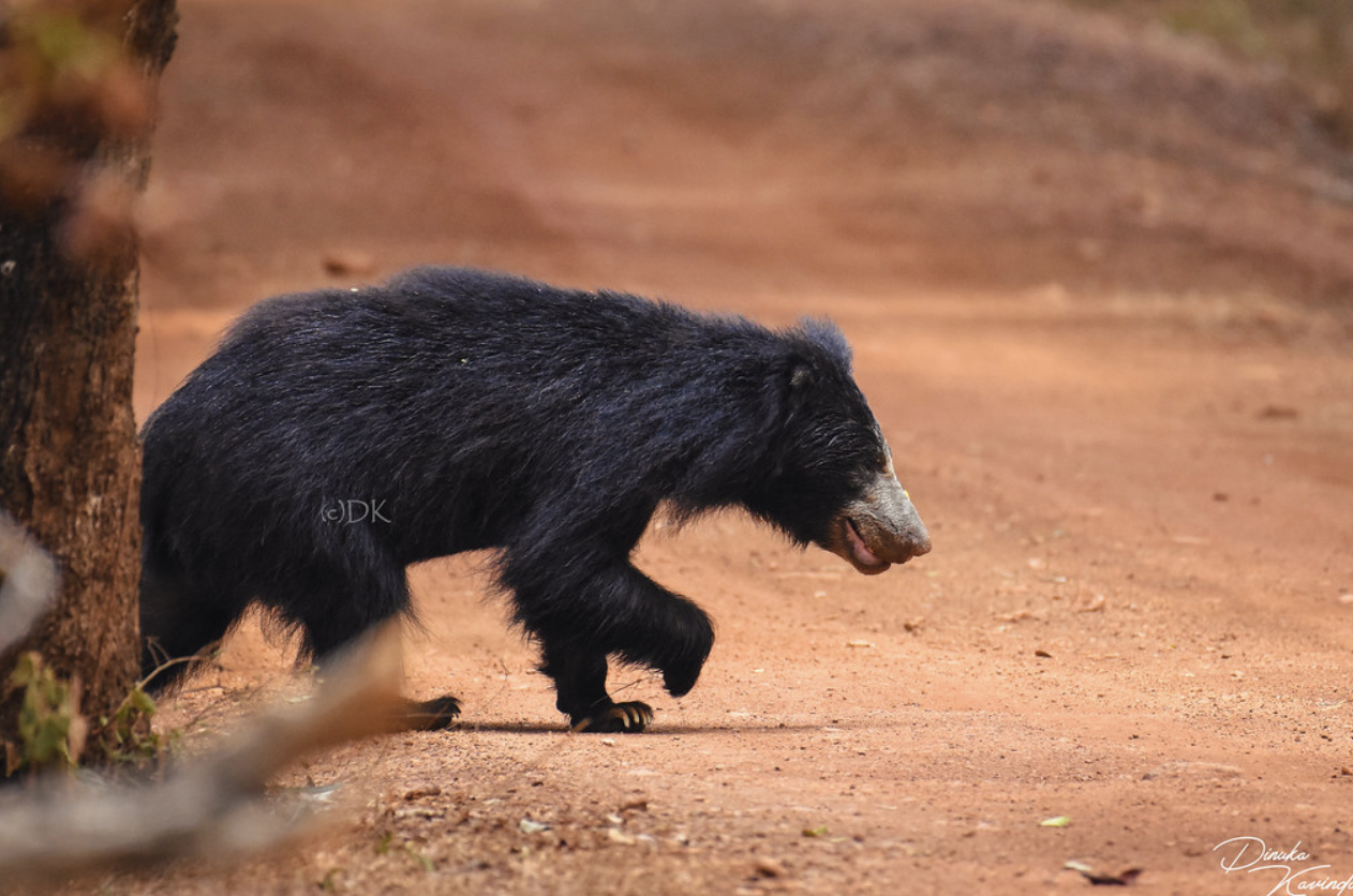 Yala National Park – The Wildlife Paradise of Sri Lanka - Yala Wildlife Journal