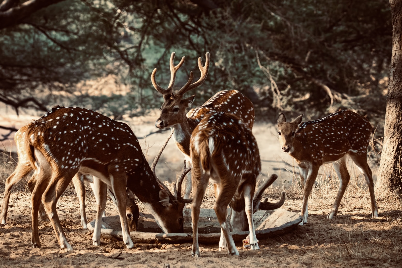 The Ultimate Guide to Yala National Park Leopard Sightings, Safari Costs, and Insider Tips - Yala National Park Wildlife Journal
