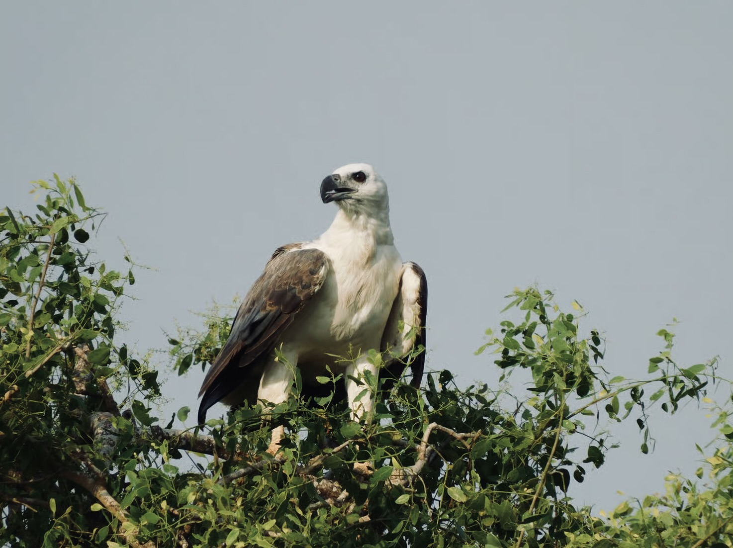 yala national park travel guid - Yala National Park Wildlife Journal
