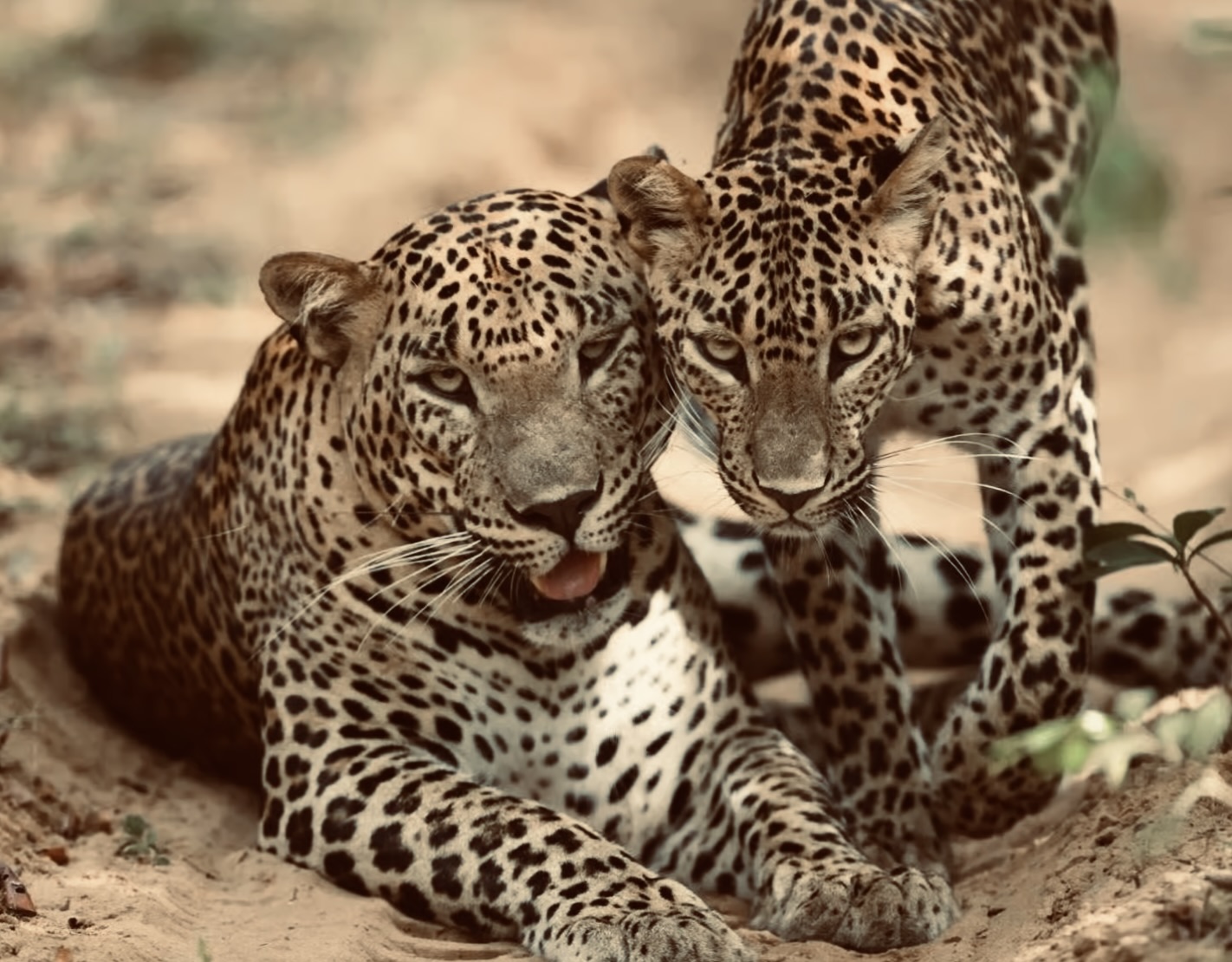 WHERE TO STAY IN YALA NATIONAL PARK - Yala National Park Wildlife Journal