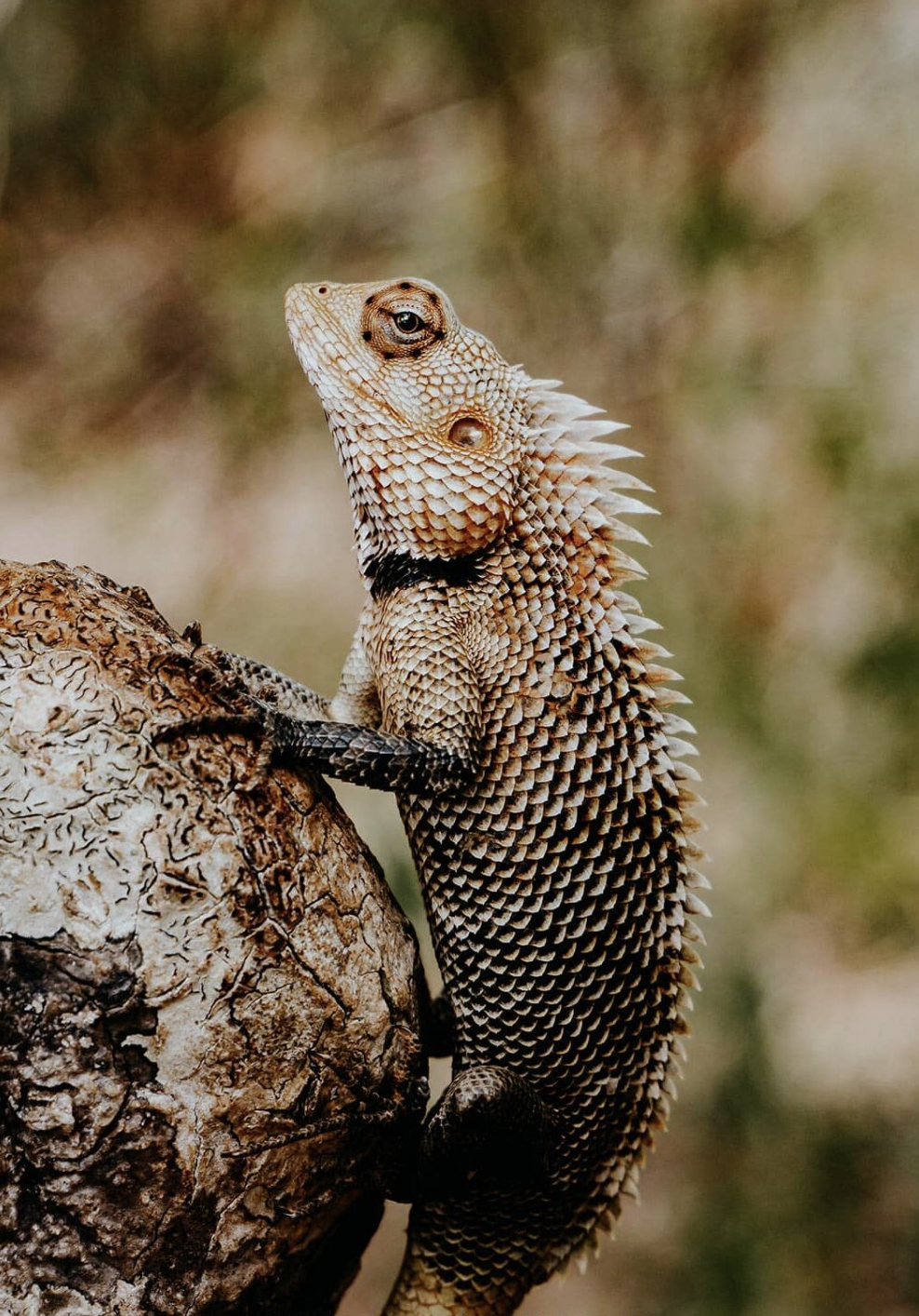 A guide to Yala National Park, Sri Lanka’s best safari destination - Yala National Park Wildlife Journal