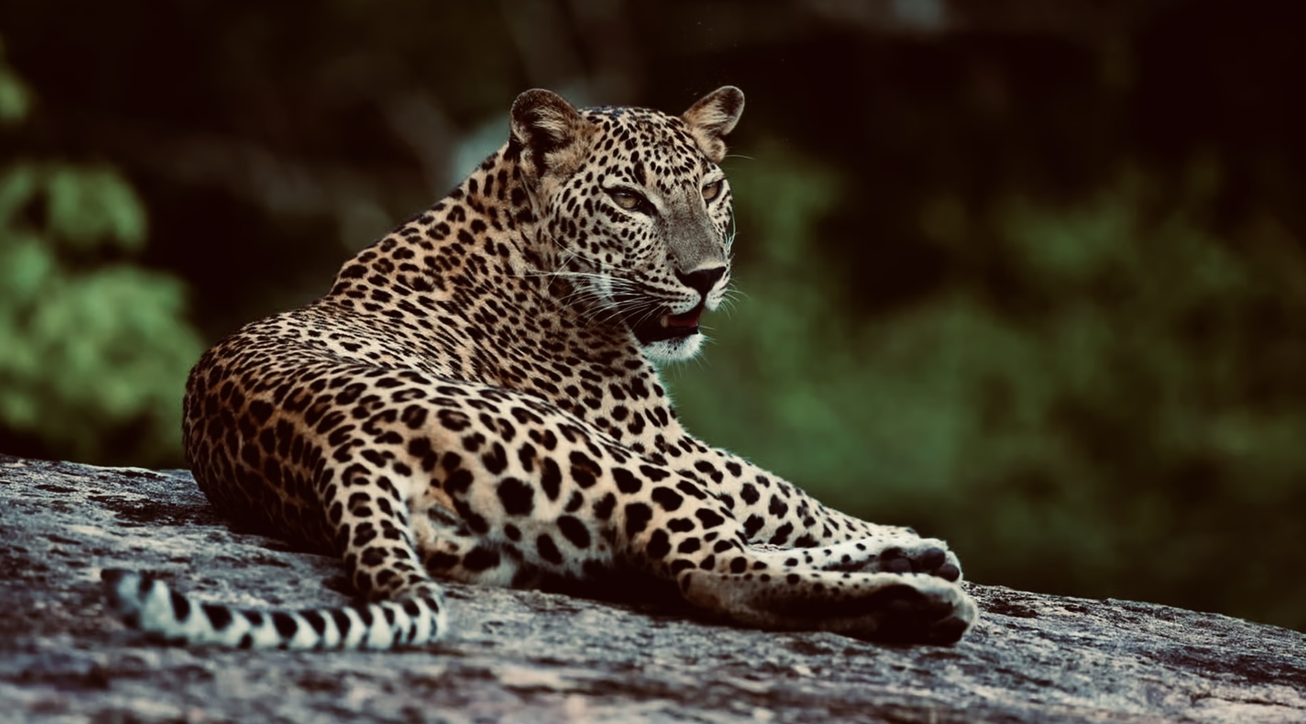 Ultimate Guide to Yala National Park Safari: Leopards, Best Times & Insider Tips (2025) - Yala National Park Wildlife Journal