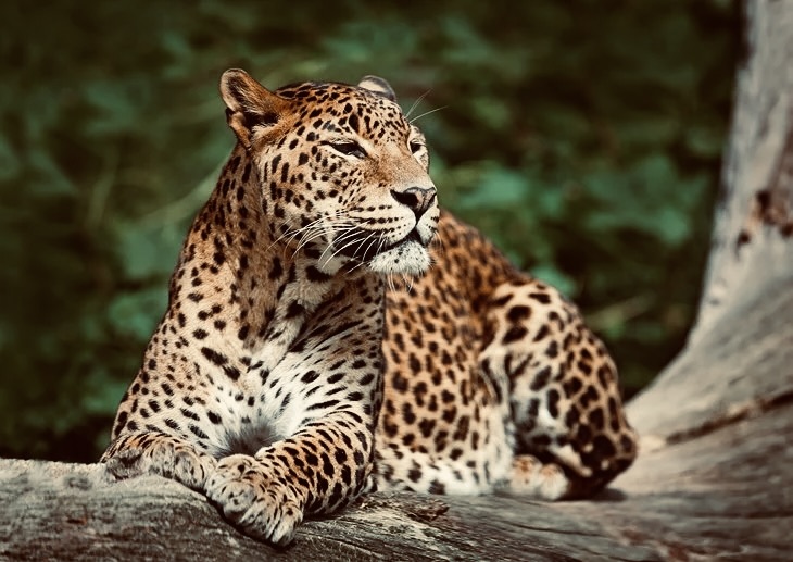 The Ultimate Traveler's Guide to Yala National Park, Sri Lanka: Wildlife, Safaris & Leopard Secrets - Yala National Park Wildlife Journal
