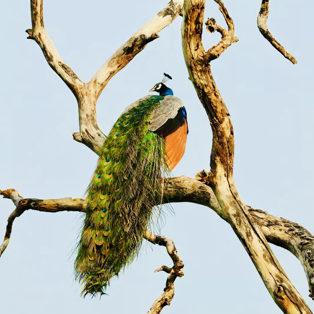 Yala National Park Safari 2025: The Ultimate Guide to Reopening, Fees, & Leopard Spotting - Yala National Park Wildlife Journal