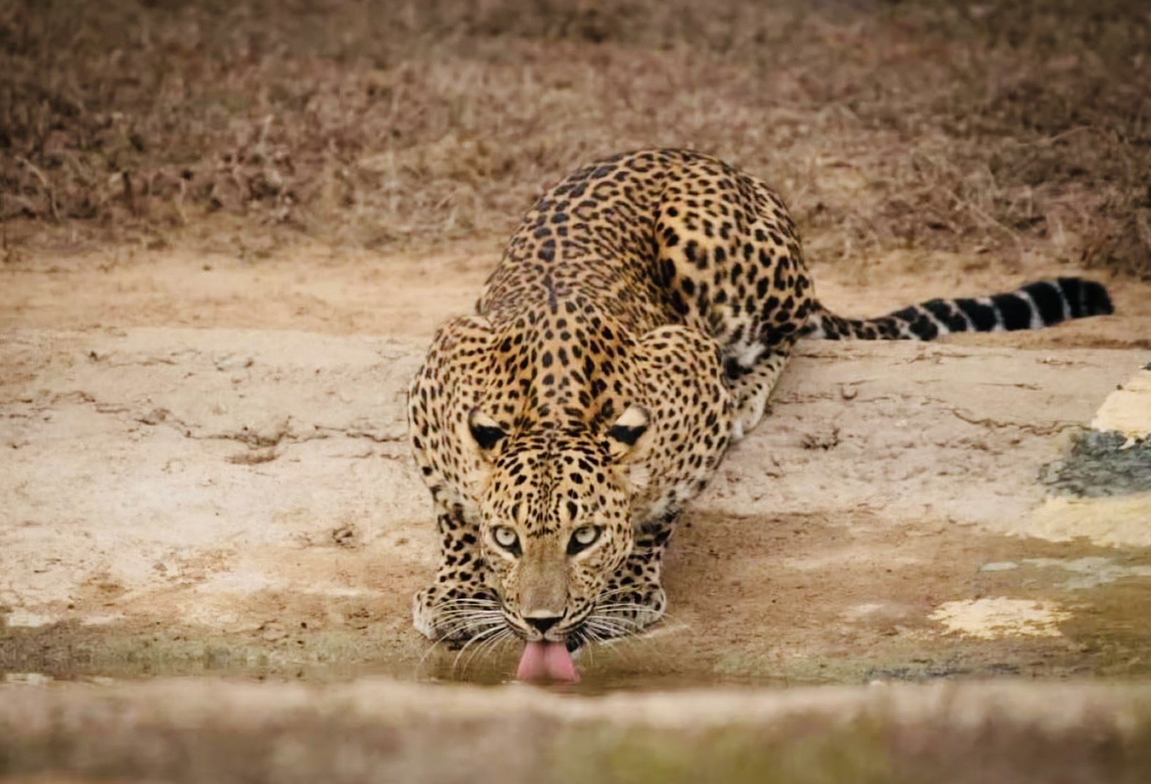 Yala National Park Safari 2025: The Honest Guide to Costs, Leopards, and Avoiding Crowds - Yala National Park Wildlife Journal