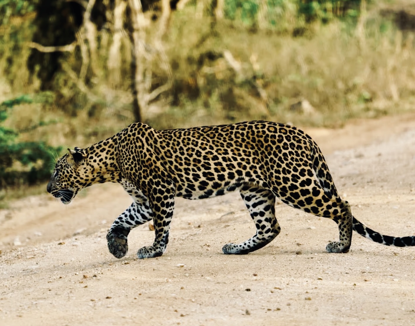 Yala National Park Safari: What International Travelers Are Searching for in 2024-2025 - Yala National Park Wildlife Journal