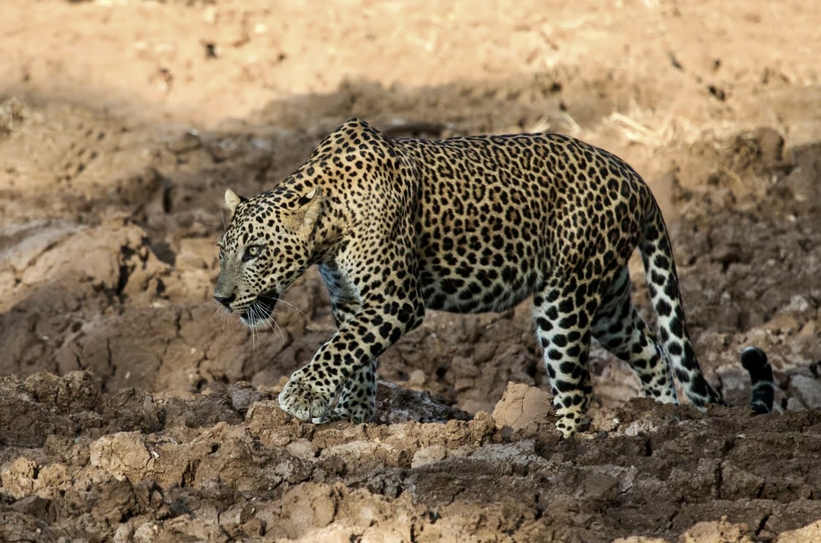 Beyond the Safari How Your Visit Protects Yala’s Leopards and Elephants - Yala National Park Wildlife Journal