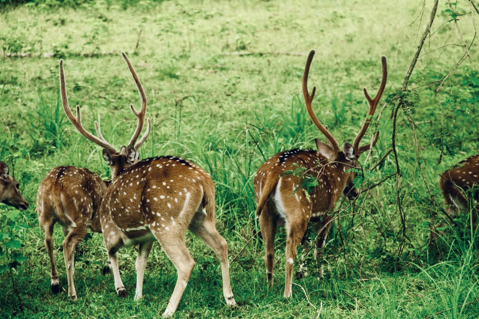The Ultimate Yala National Park Safari Guide (2025 Updates): Leopards, Luxury, and Laws - Yala National Park Wildlife Journal