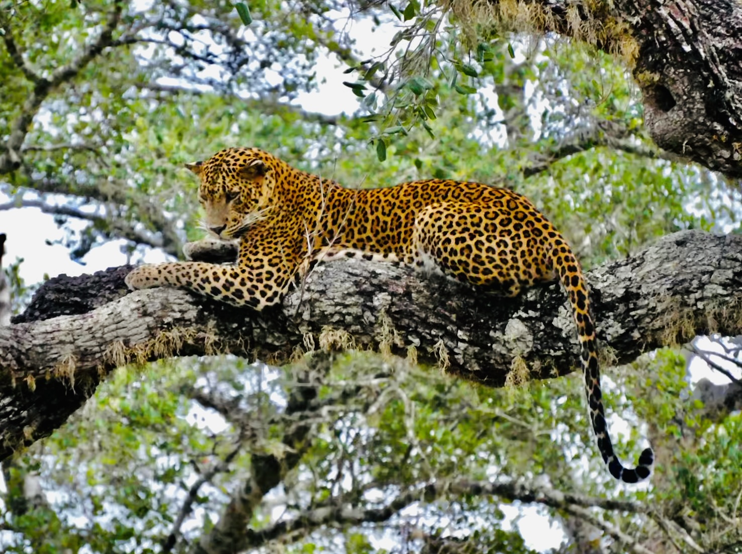 Yala National Park Safari Guide 2025, Yala Entrance Fee, Best Time for Leopards, Yala Jeep Booking. - Yala National Park Wildlife Journal