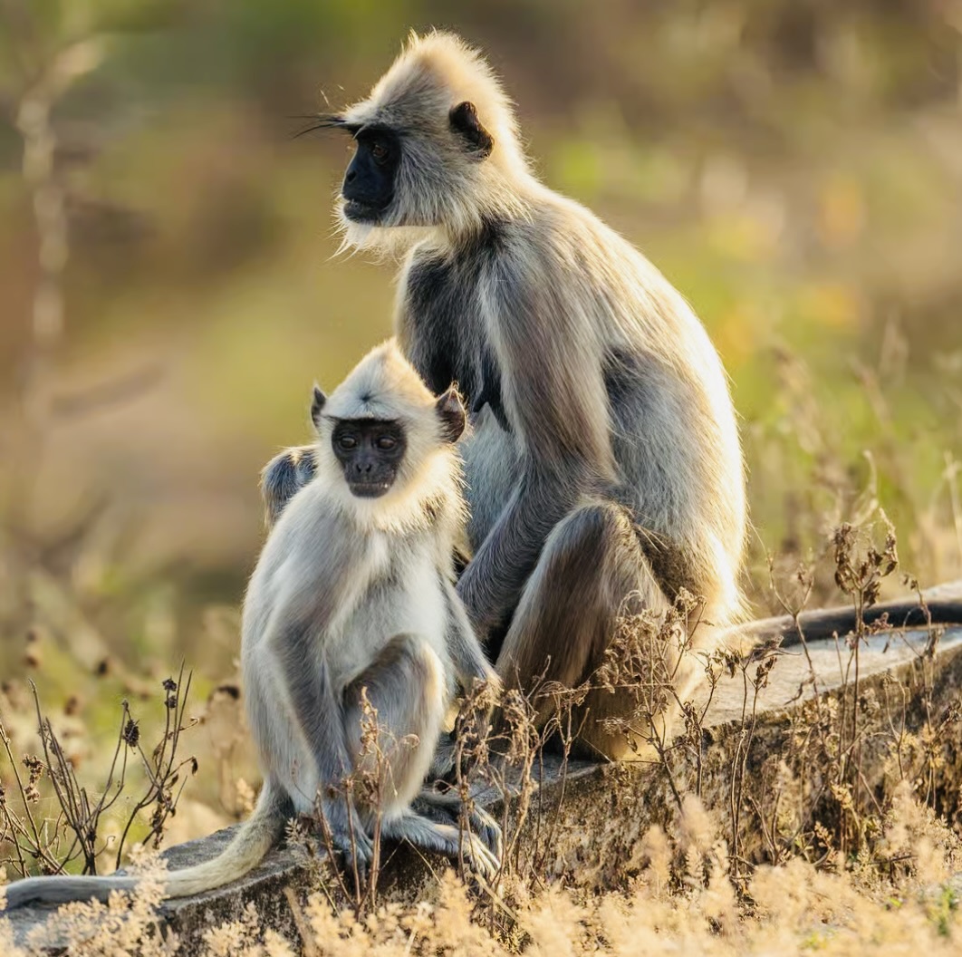 Yala National Park Safari Guide 2026 Everything You Need to Know Before Booking - Yala National Park Wildlife Journal