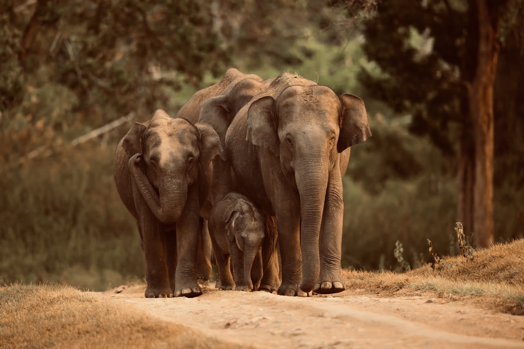 Yala National Park Safari Guide 2026 Insider Tips for Leopard Sightings Costs & Best Rankings - Yala National Park Wildlife Journal