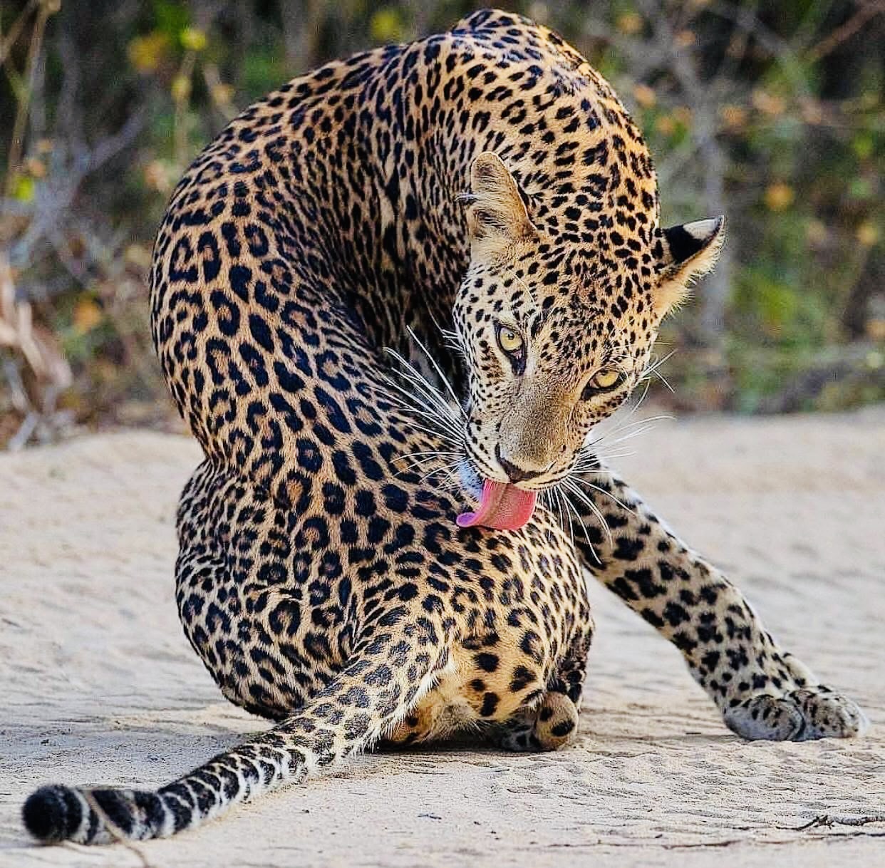 The Ultimate 2026 Yala National Park Safari and Travel Guide - Yala National Park Wildlife Journal