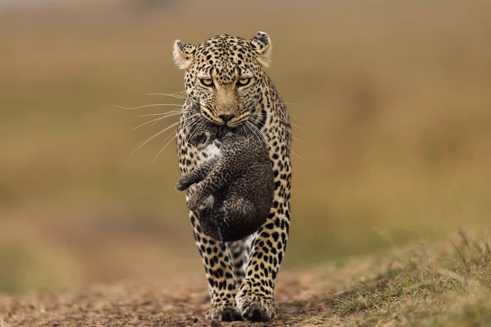 Yala National Park Safari 2026 The Honest Guide to Leopards, Costs & avoiding Crowds - Yala National Park Wildlife Journal