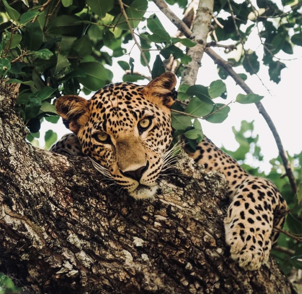 Yala National Park Safari Guide Leopard Sightings, Best Time to Visit & Booking Tips - Yala National Park Wildlife Journal