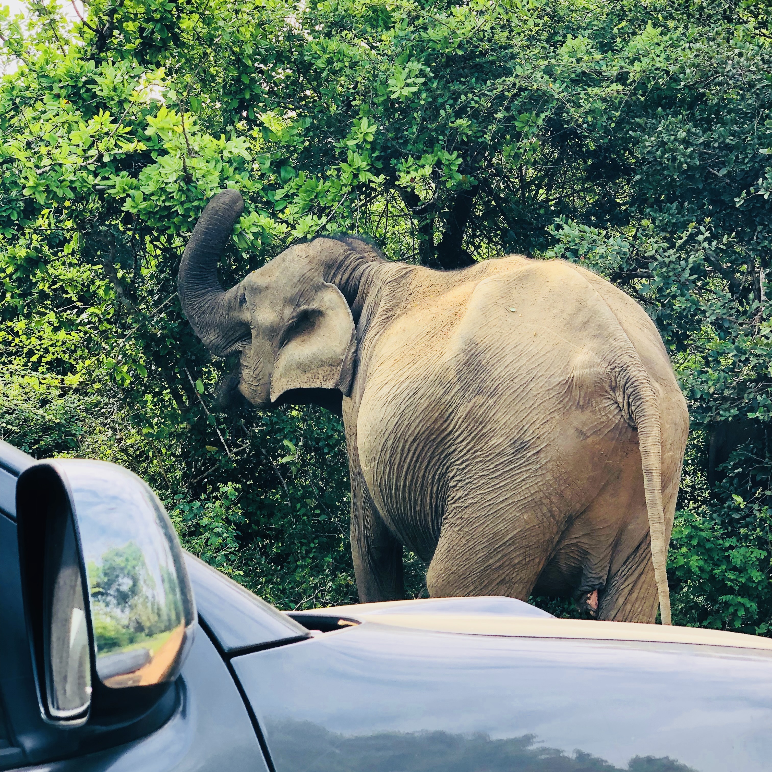 Yala National Park Safari Guide Spotting Leopards Without the Crowds - Yala National Park Wildlife Journal