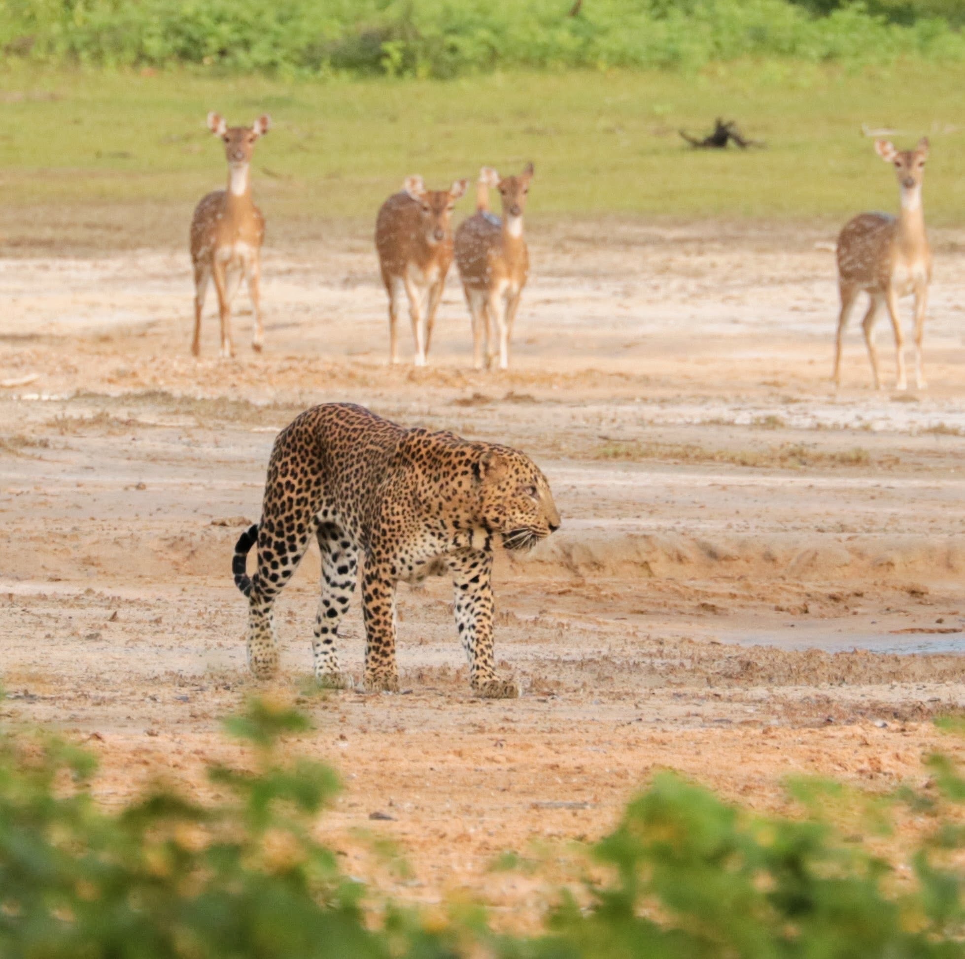 Ultimate Yala National Park Safari Guide Best Time to Visit Leopard Sightings & Tips - Yala National Park Wildlife Journal