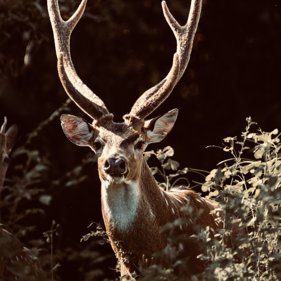Yala Vibe Yala National Park - Yala National Park Wildlife Journal