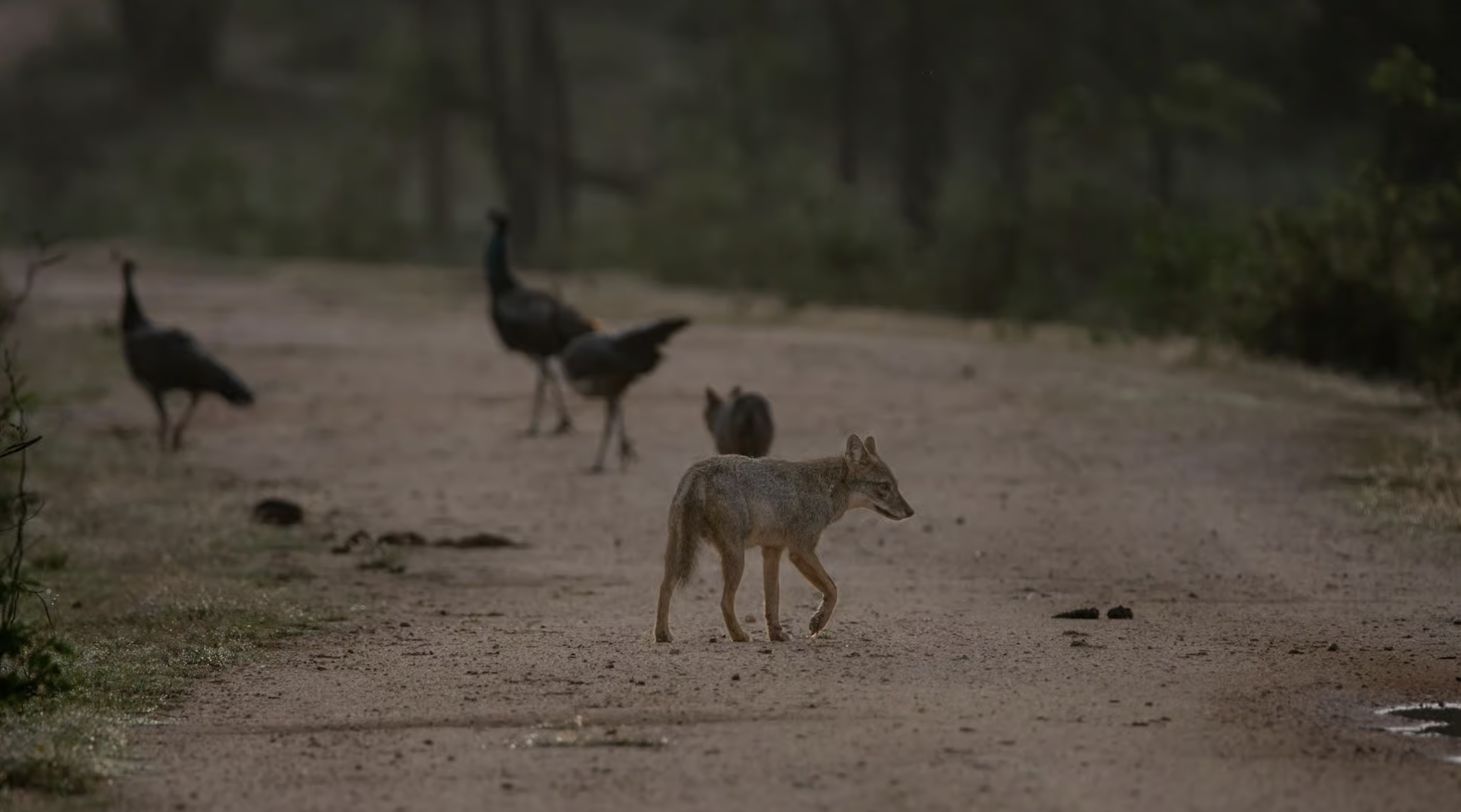 Yala National Park The World's Greatest Leopard Safari - Yala National Park Wildlife Journal