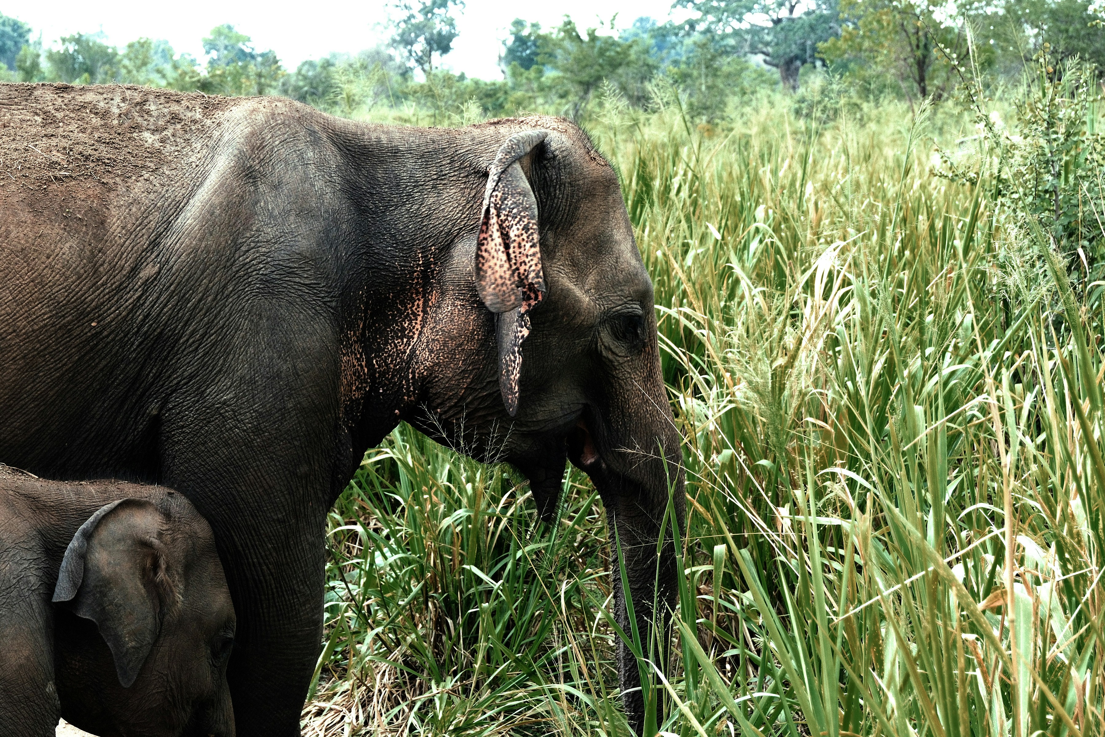 The Ultimate Yala National Park Safari Guide Everything You Need to Know - Yala National Park Wildlife Journal