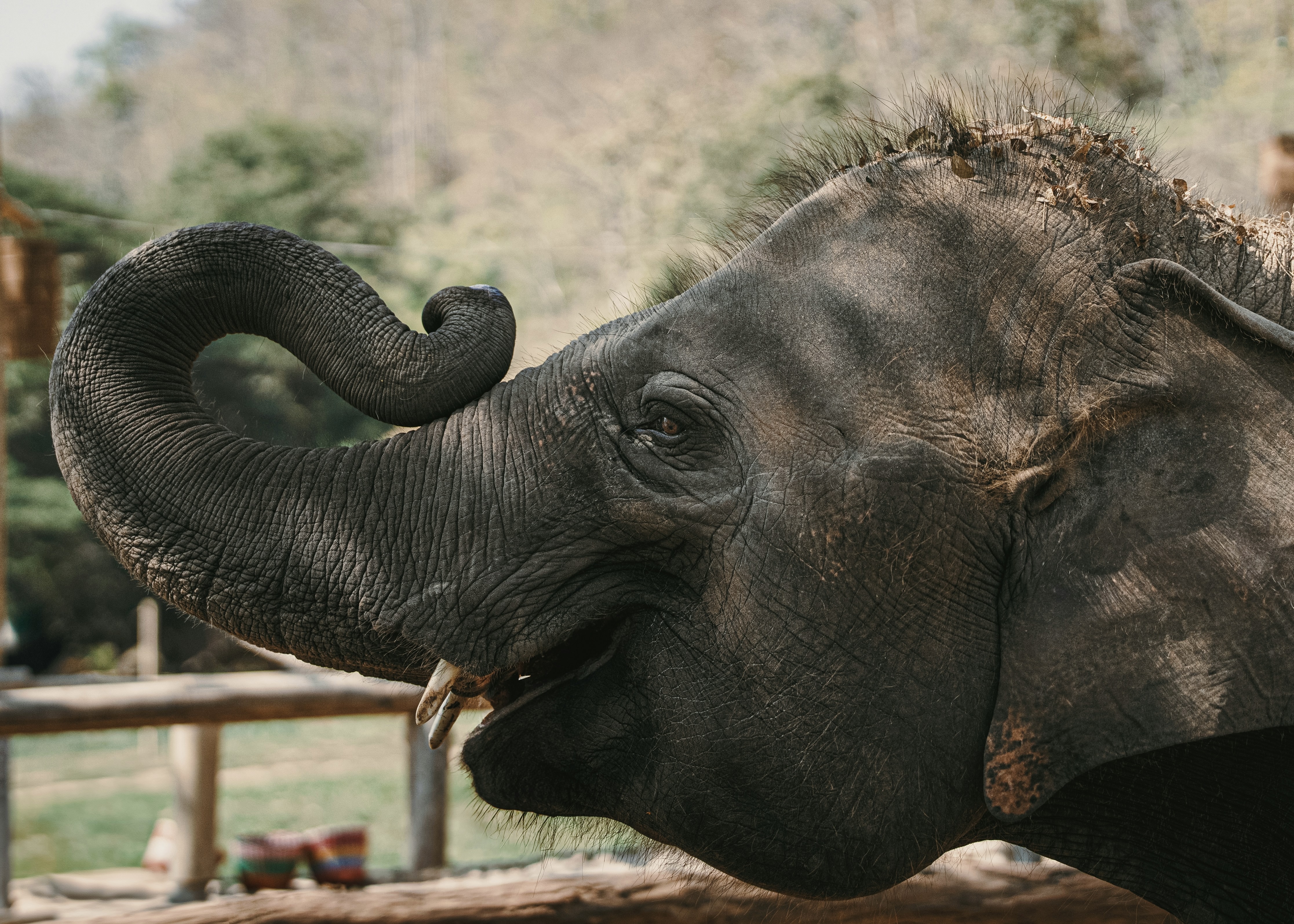 Ultimate Yala National Park Safari Guide Best Time to Visit Leopard Sightings Expert Tips (2026 Edition) - Yala National Park Wildlife Journal