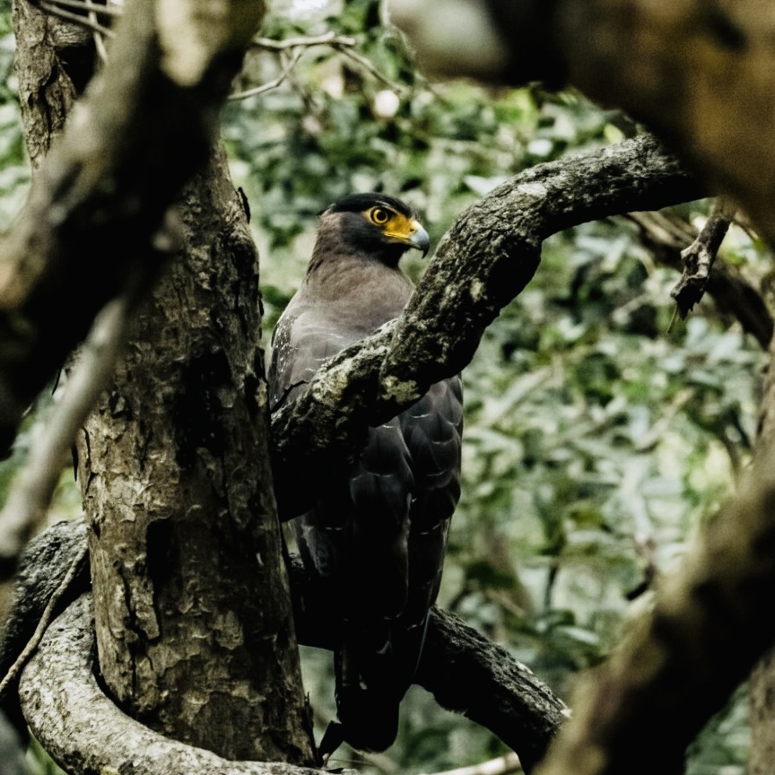 Ultimate Yala National Park Safari Guide (2026 Update) - Yala National Park Wildlife Journal