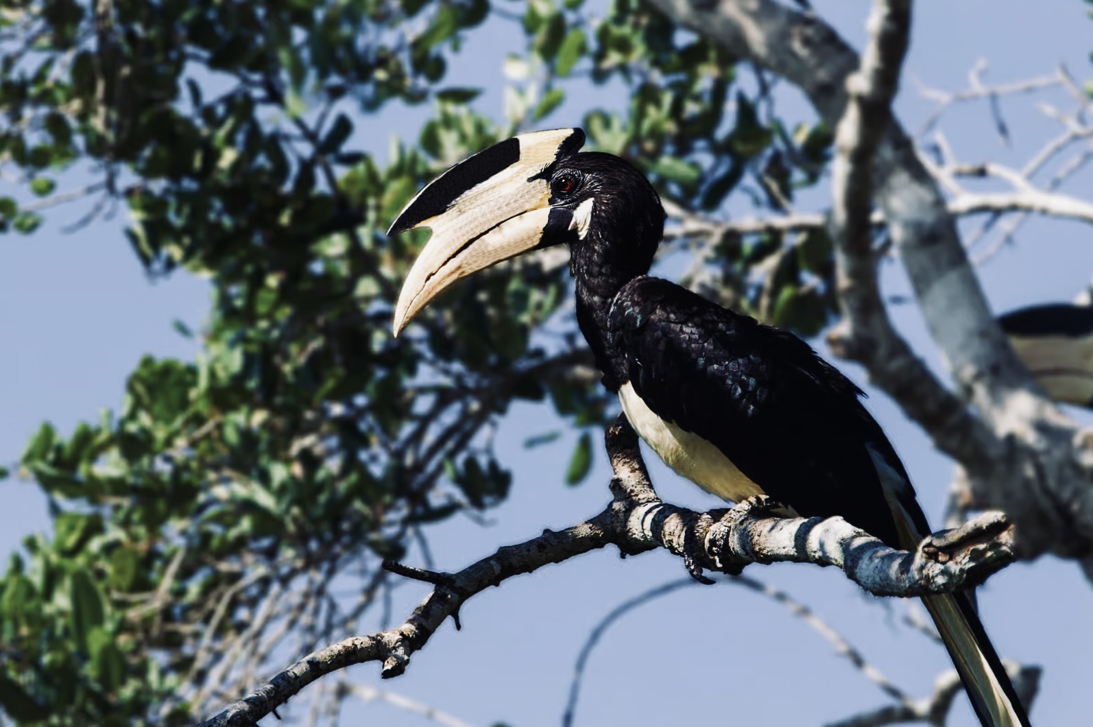 Ultimate Yala National Park Safari Guide: Best Time to Visit, Leopard Sightings & Expert Tips - Yala National Park Wildlife Journal