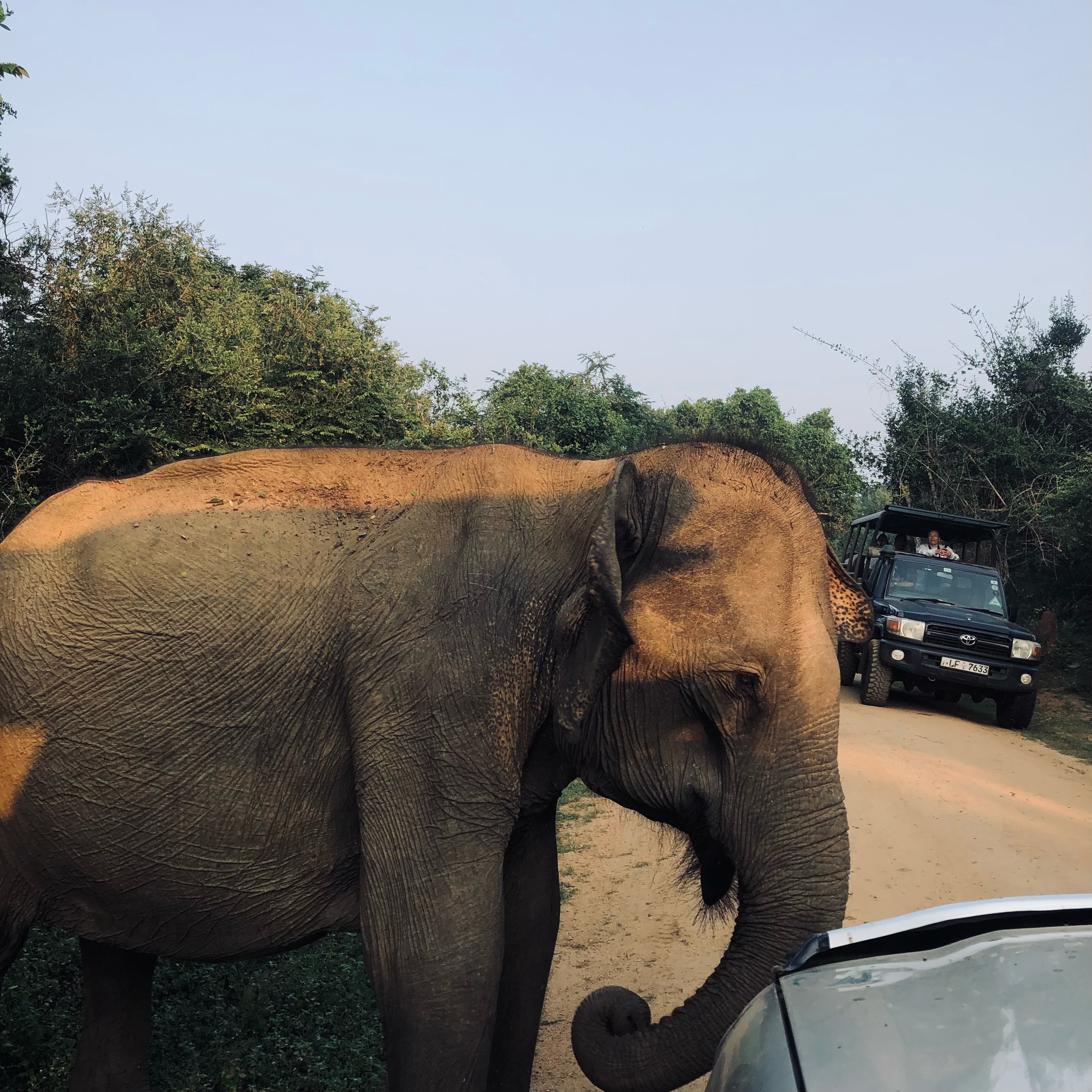 The Insider’s Yala  national park Safari Guide 2026: How to See Leopards Without the Crowds - Yala National Park Wildlife Journal